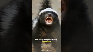 Honey Badger  The Bravest Animal In The World [upl. by Eillib]