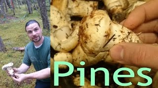 Picking the pine mushroom [upl. by Tilden]