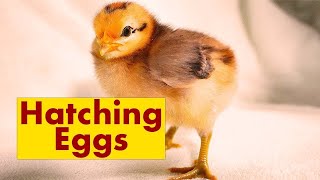 Hatching Chicken Eggs is Simple [upl. by Em]