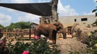 Zoo Knoxville in Knoxville Tennessee [upl. by Laekim85]