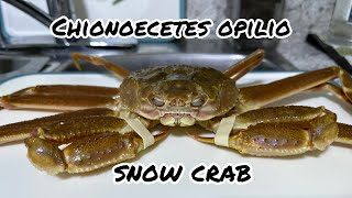 First time trying  Chionoecetes Opilio Snow Crab ￼ [upl. by Wagshul]