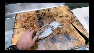 Cuttlefish Catch and Cook [upl. by Berl]