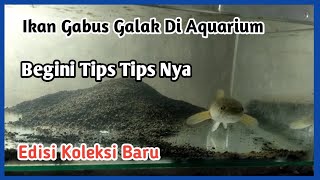 ikan gabus galak di aquarium dan Tips Cara Memeliharanya [upl. by Tobey]