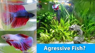 How to choose the PERFECT Betta for a community tank I Betta Fish Help [upl. by Raines261]