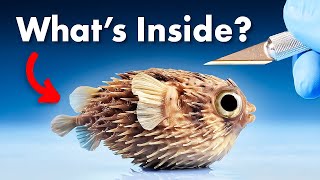 Whats Inside a Pufferfish [upl. by Shannan]