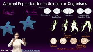 Asexual Reproduction Fission Regeneration Budding Vegetative Reproduction Spore Tissue Culture [upl. by Jeramie]