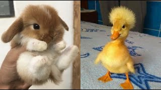 Cute Baby Animals Videos Compilation  Funny and Cute Moment of the Animals 19  Cutest Animals [upl. by Yna374]