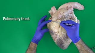 Anatomy of the Bovine Heart Valves of the Heart [upl. by Fine622]