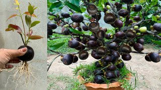 Great Technique for Grafting Mangosteen Fruit To Mangosteen Tree growing mangosteen tree [upl. by Retha716]