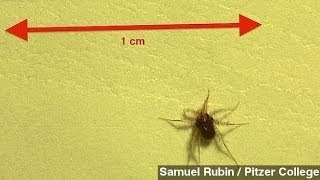 A Mite Beats Record For Fastest Land Animal  Sort Of [upl. by Darcia]