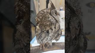 Eastern Screech Owl [upl. by Hoppe]