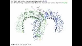 Toll like receptor 12 heterodimer cytoplasmic TIR domain [upl. by Einahteb]