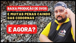 MINHA CODORNA PAROU DE BOTAR OVOS E ESTÁ SOLTANDO MUITAS PENAS E AGORA [upl. by Broek389]