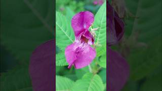 Impatiens glandulifera Himalayan balsam [upl. by Khalid]