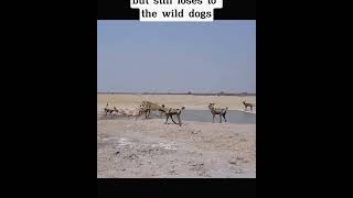 lion vs wilddog wildlife wildanimals jungle junglesafari forest deer deerhunting tiger [upl. by Arhas838]