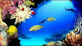 Virtual Aquarium HD 1080p [upl. by Essined]