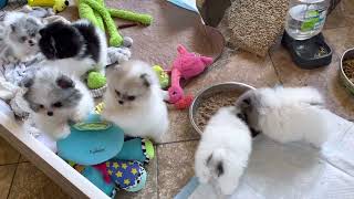 Tiny pom puppies California Pomeranian breeders [upl. by Anerda]