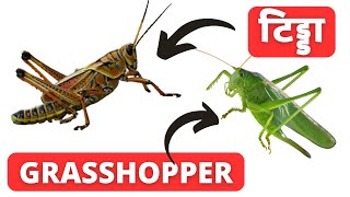 Grasshopper and Cricket  Grasshopper and Locust Difference  Agriculture biology class 12 lesson 3 [upl. by Vidovik]