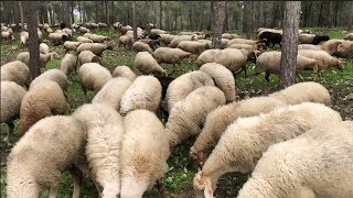 Sheep in the Judean Foothills Amazing [upl. by Tnirb]