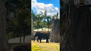 Sumatran Elephants in The Australia Zoo [upl. by Andris]