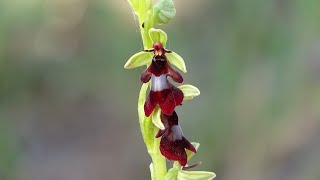 Ophrys insectifera  Orquídea mosca  Fly Orchid [upl. by Glennie54]