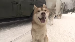 Il part sinstaller au Québec pour vivre de sa passion des huskies [upl. by Eciralc]