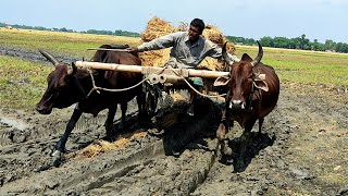 Cow Cart heavy Paddy Load Ride  Bullock Carts Ride  Village Agriculture [upl. by Rucker734]