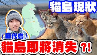 日本貓島即將成歷史？揭秘上百隻浪貓的樂園現況。 [upl. by Alitha592]