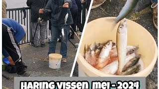 Haring vissen mei2024 Fishing techniques [upl. by Ardnat]