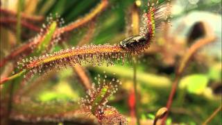 Drosera capensis quotRedquot in Action [upl. by Laram]