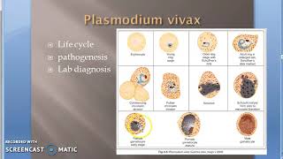 Parasitology 075 f Plasmodium Malaria Gametogony Human RBC gametes Gametocytes [upl. by Sesmar]