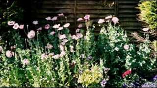 Our English Cottage Garden  slideshow set to music [upl. by Hcib]