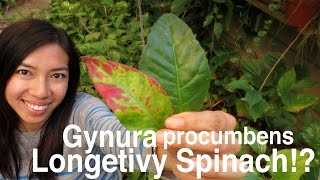 How Gynura Procumbens Longevity Spinach Look Year Round [upl. by Bernardine]