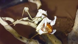 Idolomantis Diabolica Devil Flower Mantis Male and Female Update And Feeding [upl. by Xer]