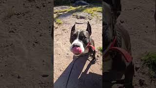 PITTBULL FIRST FIRETOWER ADVENTURE BALSAM [upl. by Bunder]