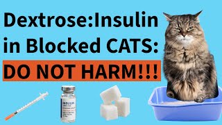 Dextrose and insulin ratio in blocked cats with hyperkalemia [upl. by Arobed]