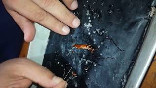 Cockroach Dissection  আরশোলার ব্যবচ্ছেদ   Biology Practical  Alamgir Kabir  NDC  2018 [upl. by Leik]