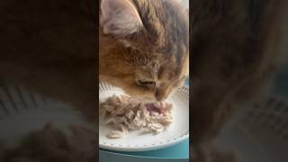 Cat eating ASMR shorts [upl. by Aihsetan]