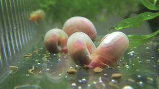 （HD）ラムズホーン（Ramshorn snail） [upl. by Lezlie961]