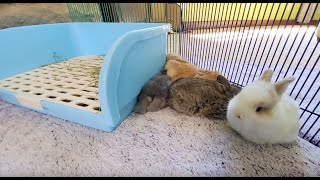 LIVE Bunny Cam Baby Lop Bunnies đź‡ [upl. by Hinkel951]