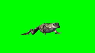 frog walking  free green screen effects  free use [upl. by Itaws]