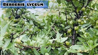 Fruit of Sumblo booti  Berberis lyceum  Lyceum Berries [upl. by Araes]