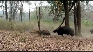 Tiger Hunting Wild Bison in Kanha National Park Part 1 [upl. by Bing]