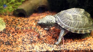 New Tank for small Razorback Musk Turtle [upl. by Joleen552]