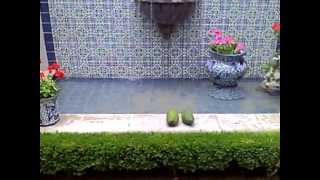 4 House Sitter  Luxury Home in Ajijic Mexico 2013 [upl. by Curzon]