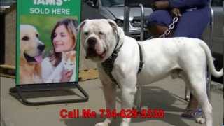 American Bulldog 100k Per year how to stud your Dog [upl. by Zebadiah958]