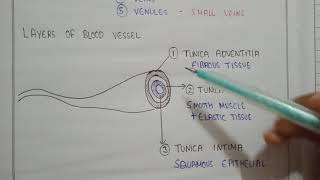 layers of blood vessels  tunica adventitia  tunica media  tunica intima [upl. by Onitsoga]