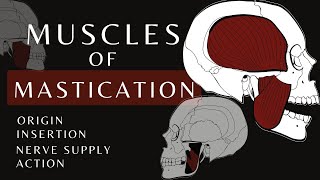 Muscles of Mastication  Gross Anatomy and Physiology [upl. by Ynnaj927]