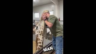 Giraffic Chiropractor animals viral giraffe [upl. by Sirois]