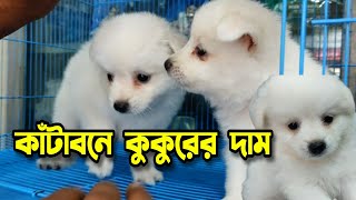 Dog price in Bangladesh । বিদেশী কুকুর কিনুন । Katabon Pet Market Dhaka । Puppy Dog । Dog market [upl. by Ardnahsal]